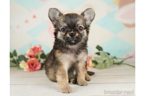 成約済の千葉県のチワワ(ロングコート)-252703の2枚目